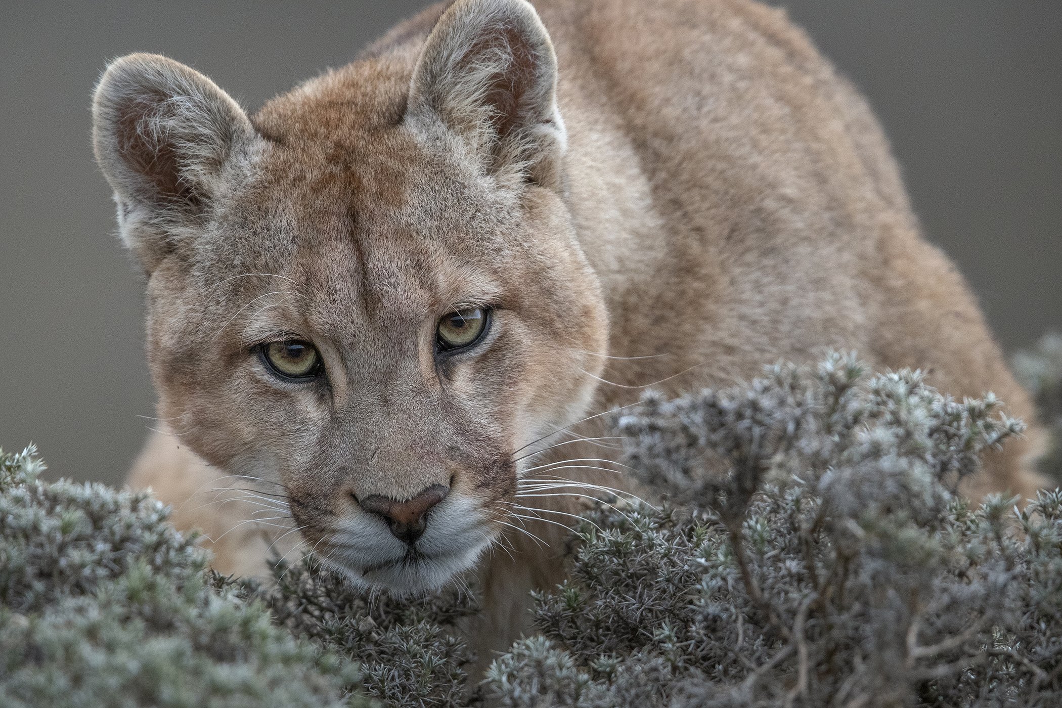 Wild Pumas of Patagonia: Young female puma at Torres del Paine. Torres del Paine National Park in Chilean Patagonia is thought to contain higher concentrations of pumas than anywhere else in the world. Nominated in the Nature Stories category.