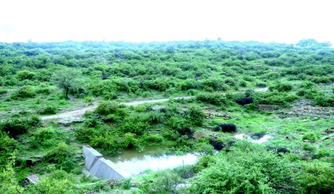 This Indian Village Plants 111 Trees Every Time a Girl Is Born