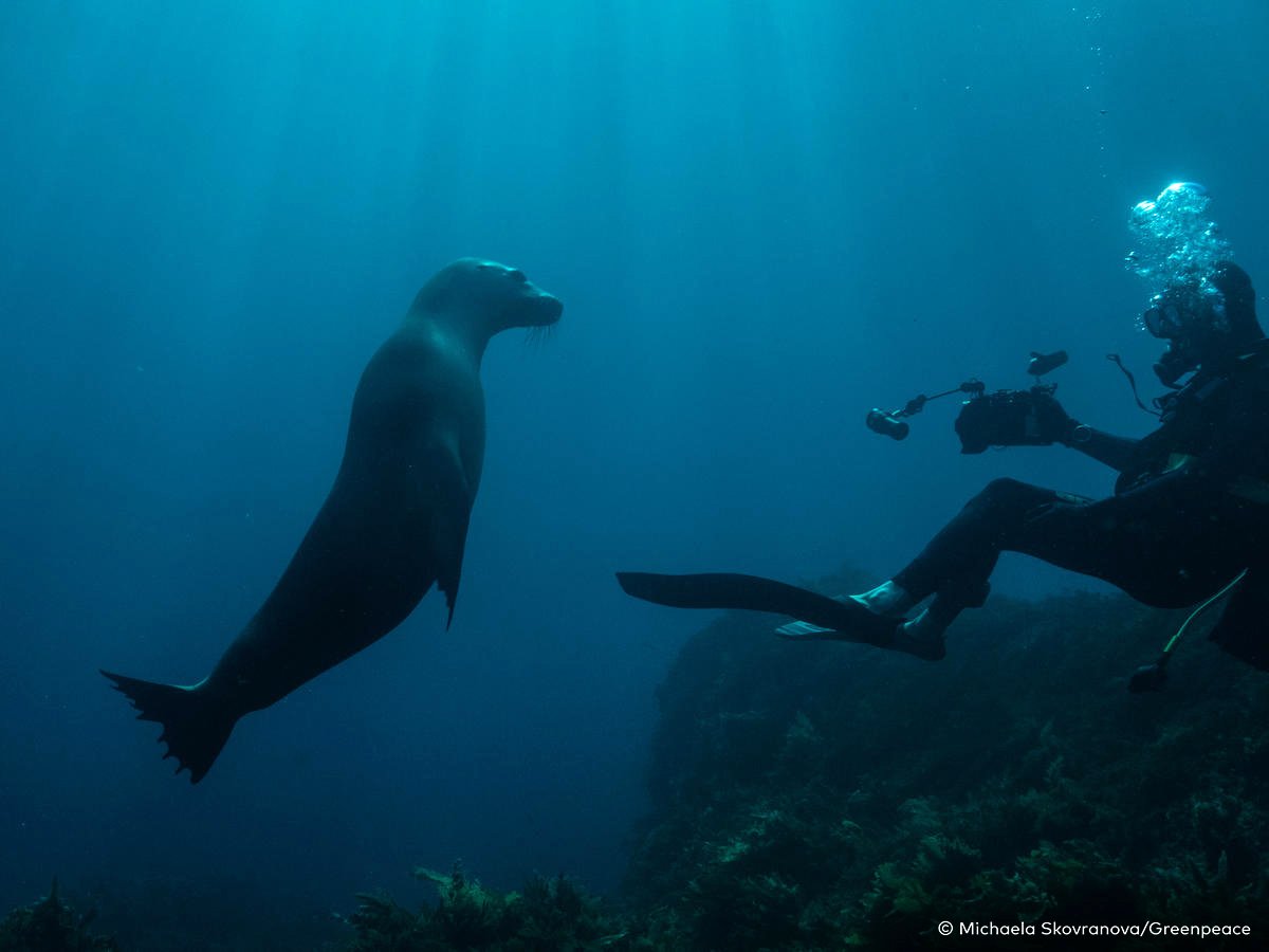 Australian Sea Lion investigates a fellow diver and filmmaker Stefan Andrews in Pearsons Island, Great Southern Reef.