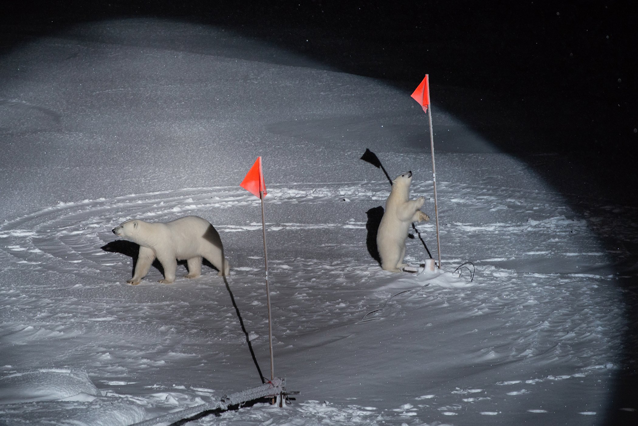 Polar Bear and Her Cub: A polar bear and her cub look at equipment placed by scientists from a ship that is part of an expedition investigating the consequences of Arctic climate change,  on Oct. 10, 2019. Nominated in the environment singles category.