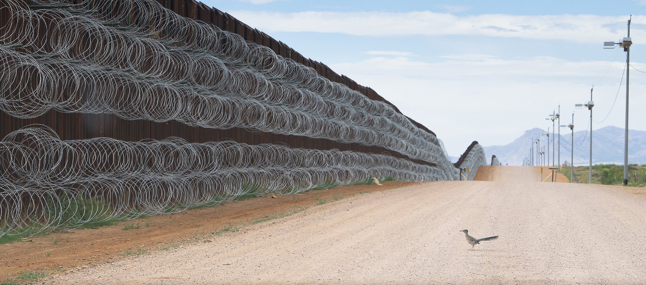 Roadrunner Approaching the Border Wall: A greater roadrunner approaches the border wall at Naco, Arizona, April 28, 2019. Nominated in the nature singles category.