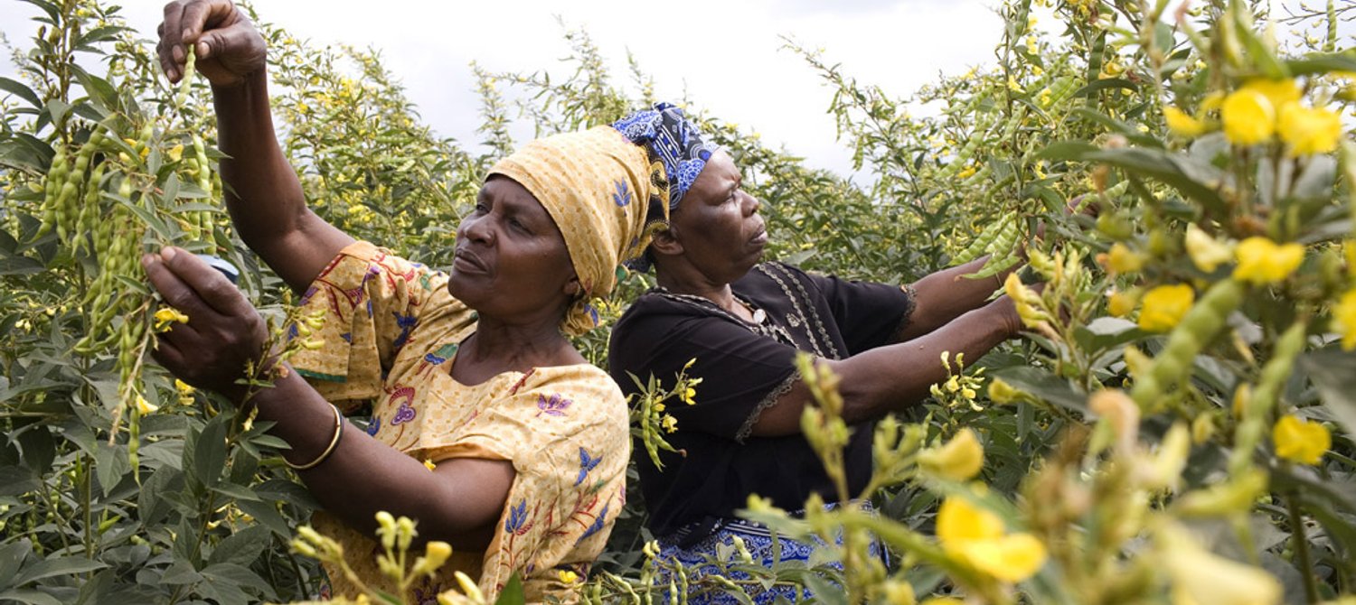 The Real Hunger Crisis: It’s About Access, Not Abundance – Global Citizen