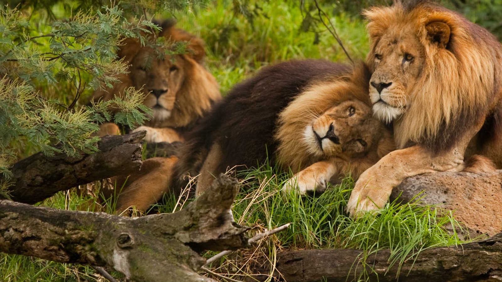 5 Fundamental Animal Habits That Humans Could Learn From