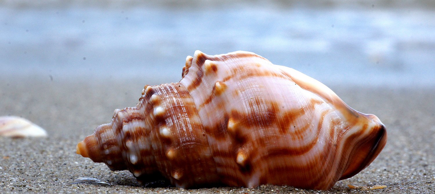 Climate Change is Dissolving Shells of Sea Creatures: Report