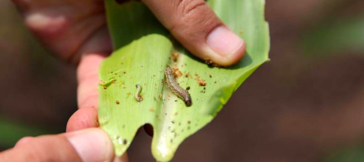 Africa's Food Supply Is Under Threat — And It's Not Just from Drought ...