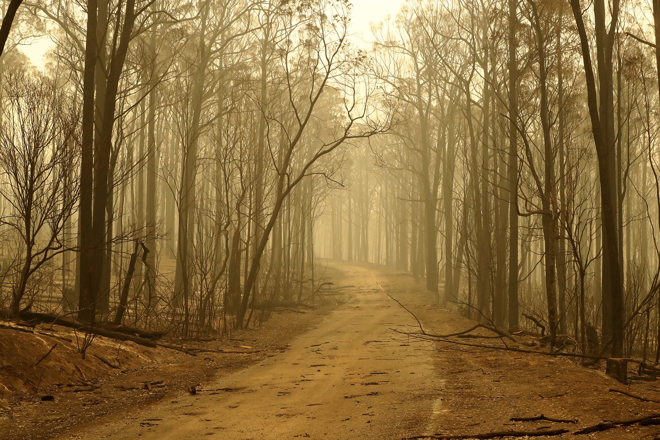 A view of fire damaged trees on Jan. 3, 2020 in Sarsfield, Australia.
