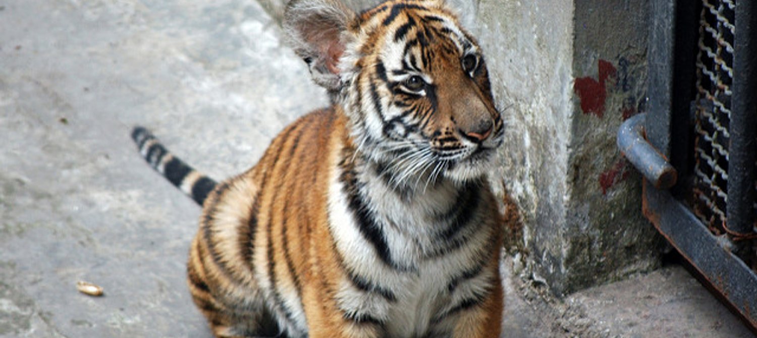 Natural Resources Special Issue on Endangered Species, image size:1500x670