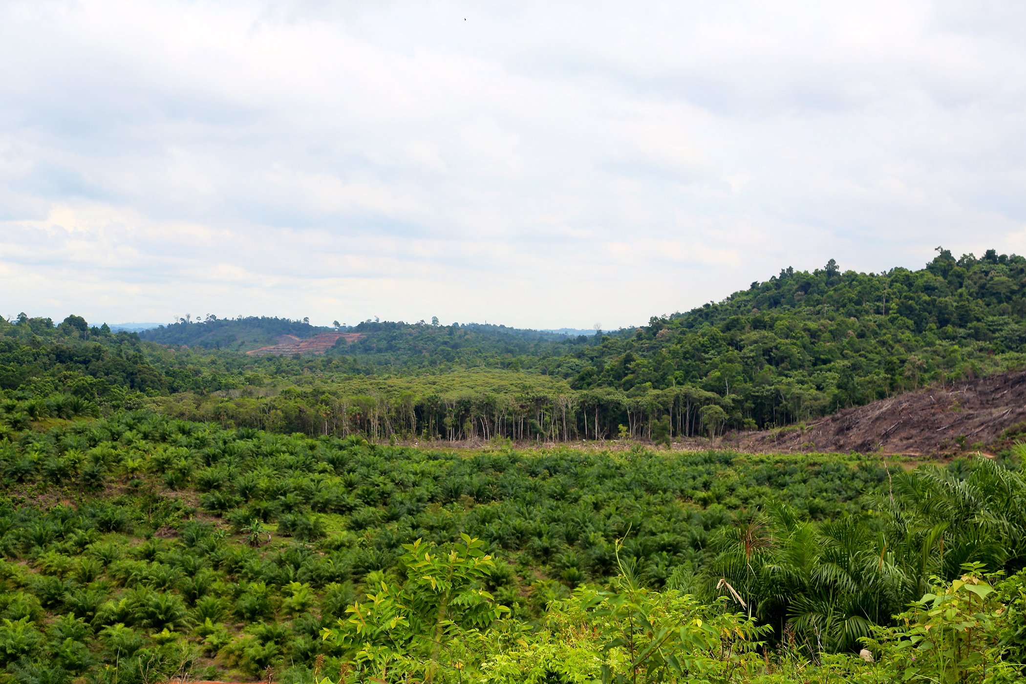 Land cleared for oil palm plantation, East Kalimantan, Indonesia.