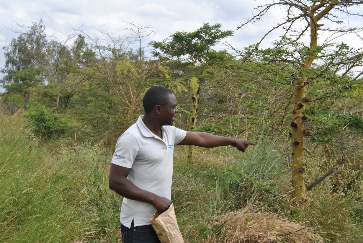 Nicholas Waweru points out tree varieties in a 70-acre forest in Kisaju, Kenya, July 28, 2018.