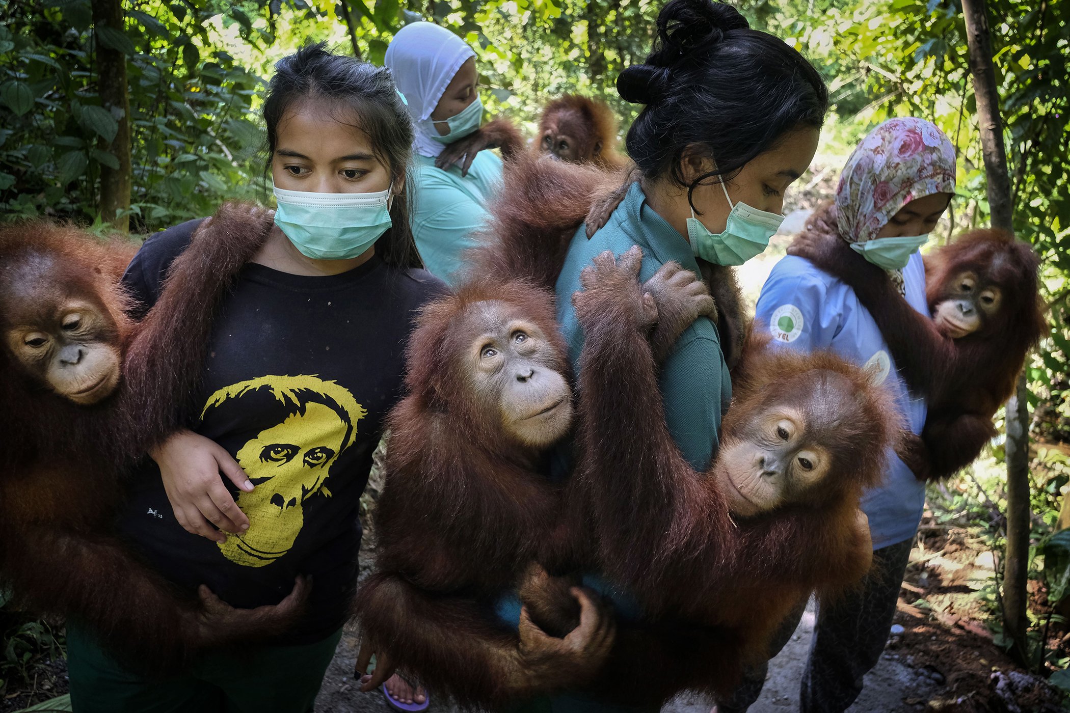Saving Orangutans: Indonesia’s orangutans are under severe threat from the ongoing depletion of the rainforest. The Sumatran Orangutan Conservation Programme cares for lost, injured and captive orangutans. Nominated in the nature stories category.