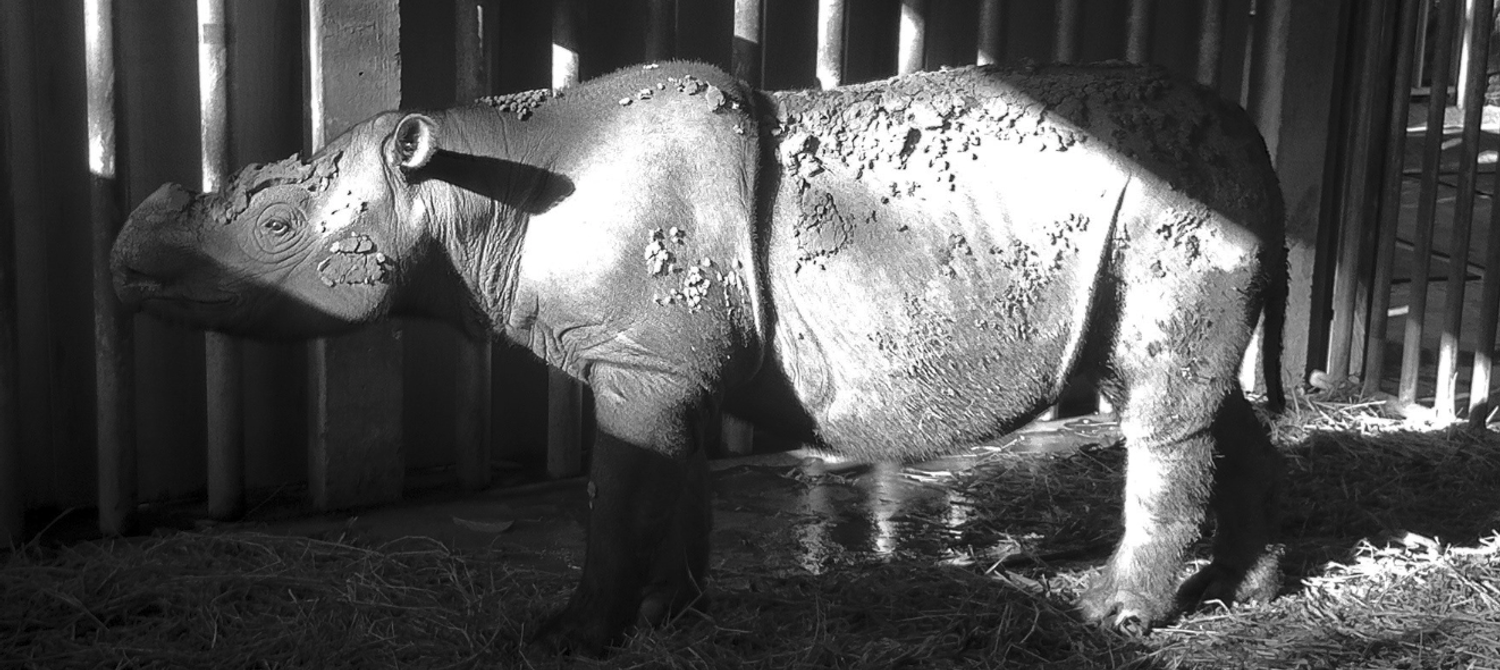Sumatran Rhinos Are Now Extinct in Malaysia After Death of Last Living ...