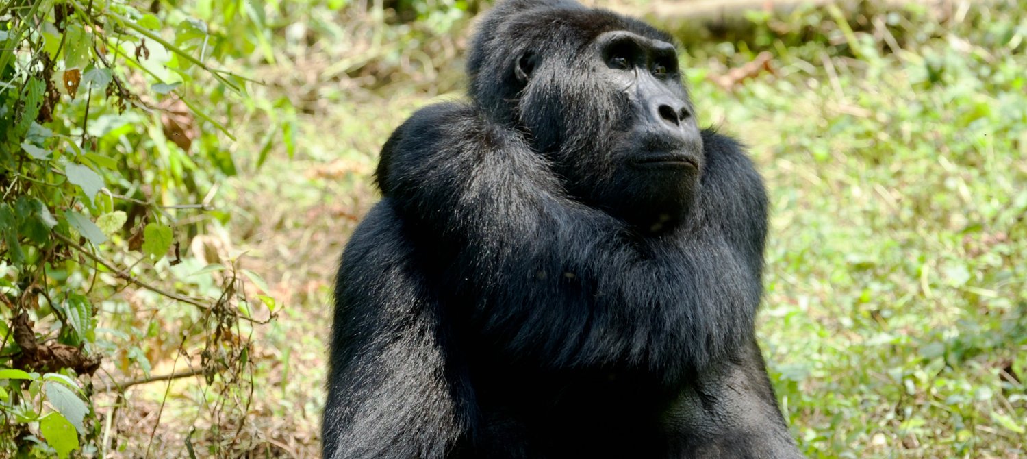 Astonishing Decline in Wildlife Population Since 1970: Report