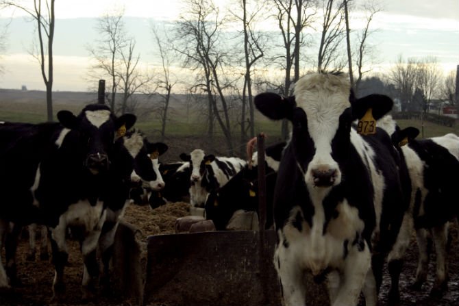Beyond Local Farms: How To Support Sustainable Agriculture